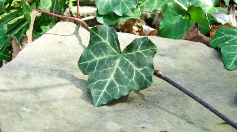 зеленый лист в виде сердца