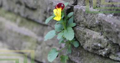 цветок растет сквозь стену