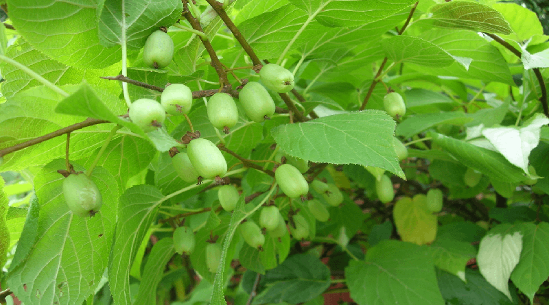 Actinidia