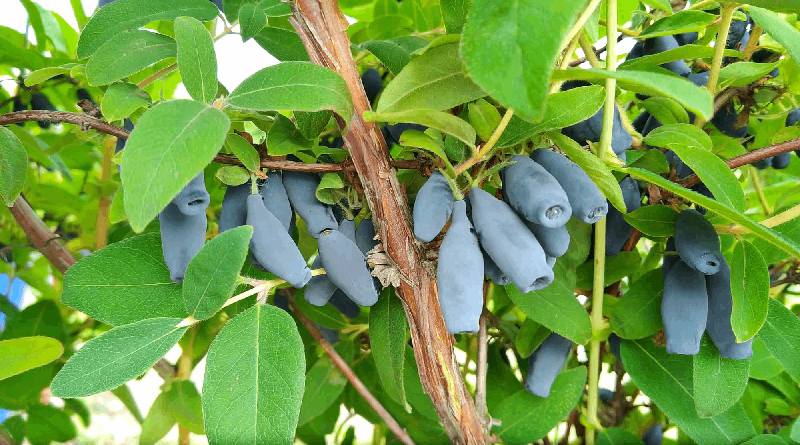 Honeysuckle